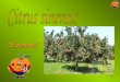 Naranjo (Citrus Sinensis) por Javier Llop
