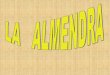 La Almendra