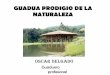 Guadua Prodigio De Naturaleza 2