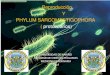Parasitologia.. filo sarcomastigophora