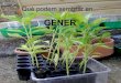 Planter gener
