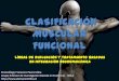 Clasificación muscular funcional