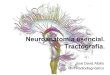 Neuroanatomía. Tractografía