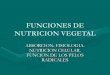 Funciones De NutricióN, AbsorcióN, FisiologíA, NocióN