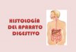 Histologia   sistema digestivo completo