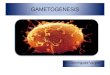 Orgametogenesis  embriologia tema 2