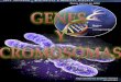 Genes y cromosomas