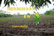 Herbicidas en maíz