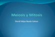 Meiosis y mitosis davi feipe rueda gomez