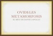 Les Metamorfosis d'Ovidi. Mite de Dafne i Apol·lo