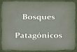 Bosques patagonicos