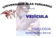 Fisiologia vesicula