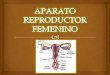 Aparato reproductor femenino exposicion