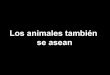 LOS ANIMALES TAMBIÉN SE ASEAN