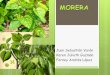 Morera-Morus Alba