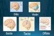 Anatomía general cerebral, Lobulos, Neuronas, Talamo e Hipotalamo
