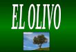 Presentacion olivo