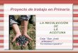 proyecto:recolección d la aceituna