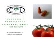 Presentación feromonas en tomate ina
