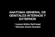 ANATOMIA GENERAL DE GENITALES INTERNOS Y EXTERNOS