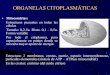Organelas CitoplasmáTicas Clase 4