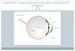 Clase conjuntiva esclera-cornea