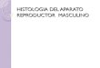 Histologia del aparato reproductor  masculino