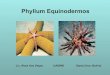 Phyllum equinodermos