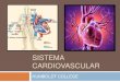 Sistema circulatori corazon
