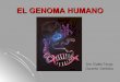 Clase 7 organización del genoma humano