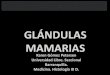 Glandulas mamarias