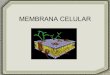 5. membrana celular 1