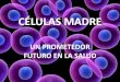 Presentacion celulas madre