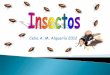 Insectos conferencia Celia a