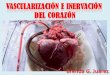 Vascularización e inervación del corazón