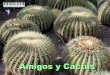 Amigos  _cactus[1].pps_ip