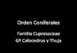 Cupresaceae  gº calcedrus y thuja