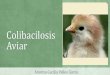 Colibacilosis aviar