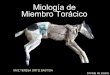 Miología de miembrio torácico