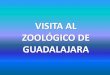 Visita al zoológico de guadalajara
