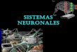 Sistemas neuronales