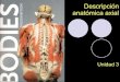 Descricpion anatómica axial