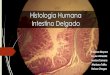 Histologia Intestino Delgado