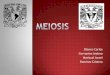 Division Celular por Meiosis (I y II)