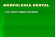 Morfologia dental2