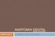 Anatomia dental cap 2