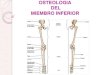 Osteología del miembro inferior