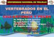 Cordados ciclóstomos y peces del Perú (2014)