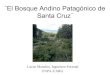 El bosque andino patagonico de santa cruz
