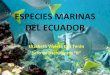 Especies marinas del ecuador